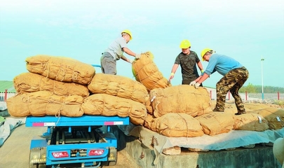 山東煙區:收購規范有序 煙葉以質取勝