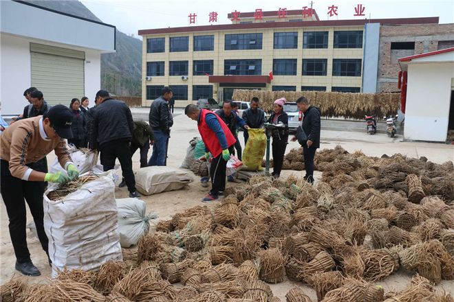 舞產(chǎn)業(yè)龍頭助脫貧攻堅 甘肅文縣任和農(nóng)副產(chǎn)品發(fā)展剪影與亮資成效
